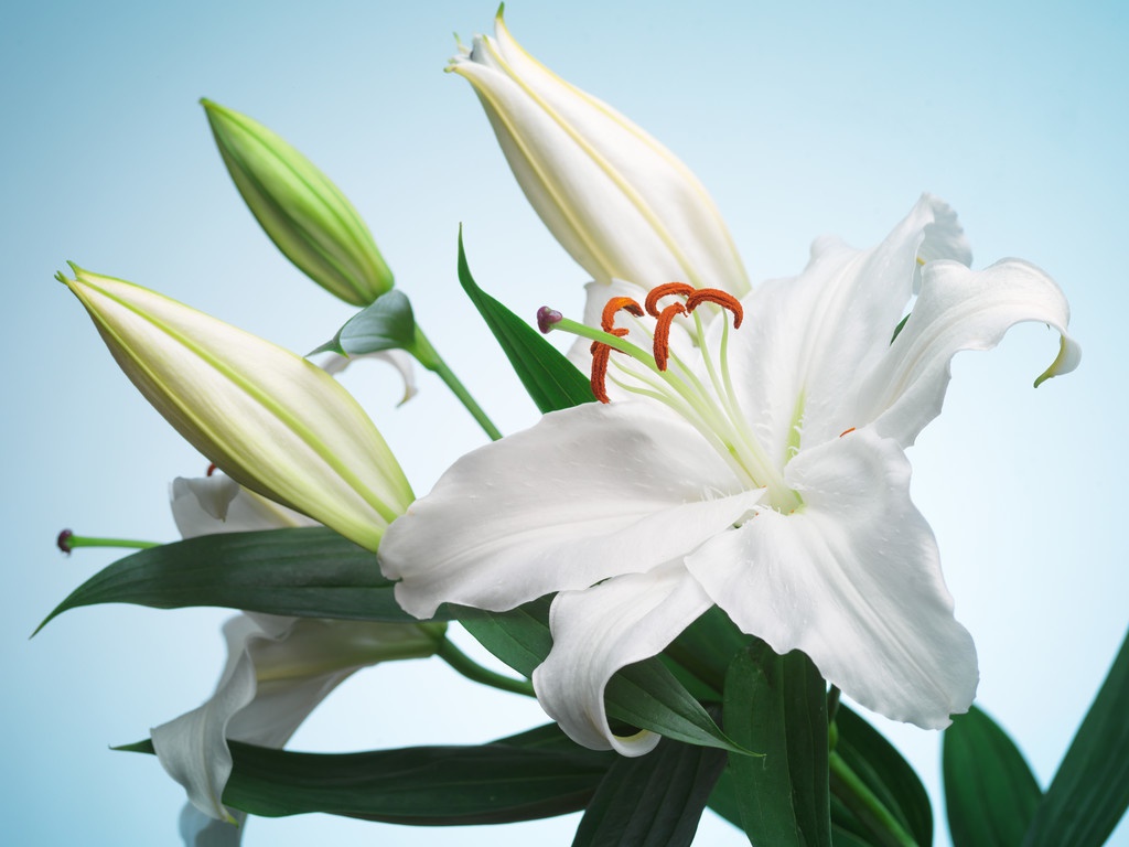 香水百合花,香气浓郁人人夸,做到4点,香水百合花天天盛开