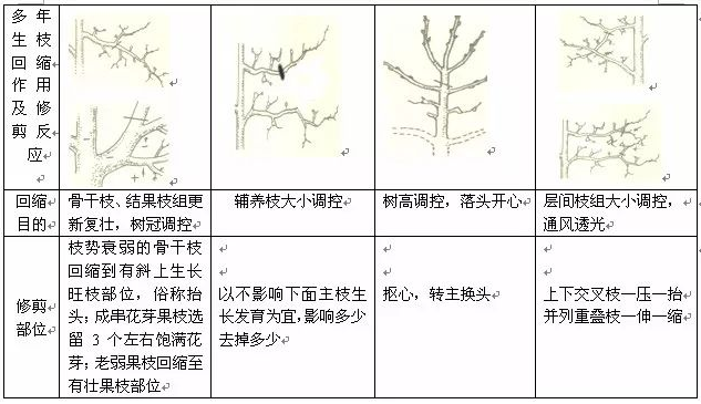 大樱桃冬季修剪 一次性给你说清楚|枝条|大樱桃|樱桃树_新浪新闻
