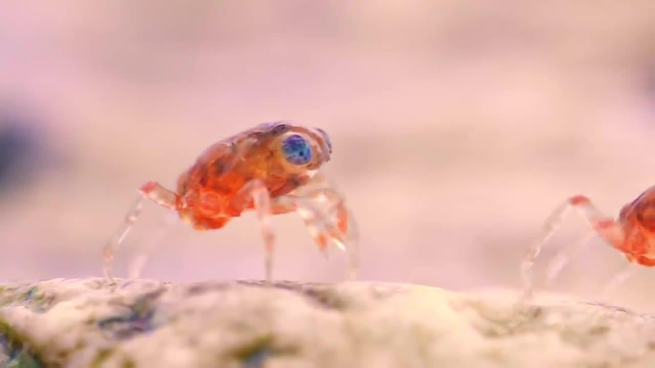 没想到,螃蟹的幼崽竟然能这么漂亮