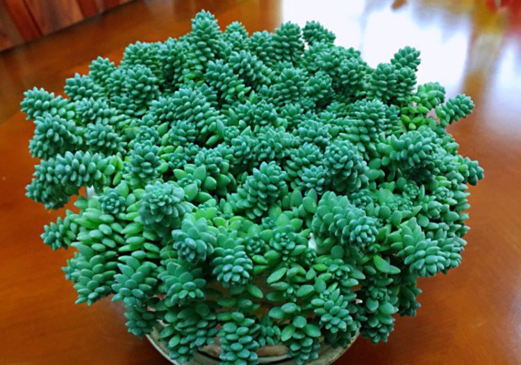 因为姬星美人在多肉植物里面就算是一个比较出名,受欢迎的品种了