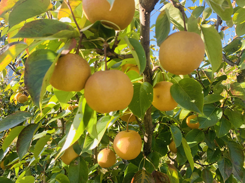 波密特色木梨 助力脱贫攻坚