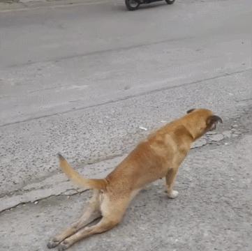 村里的土狗拖着两条后腿爬行 原以为是只残疾狗 却让路人笑喷