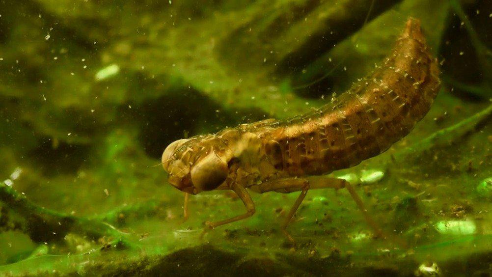 蜻蜓之蜻蜓稚虫dragonflynymph