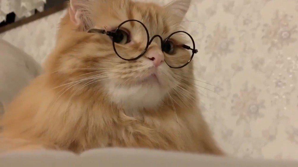 00:00 00:16 00:16 为您推荐: 论一只猫咪戴上眼镜的可爱度,眼镜一带