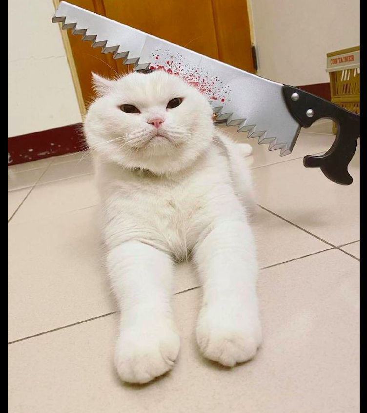 主人买了道具刀放在猫咪身上,它全程都是冷漠脸,猫:玩够了吗