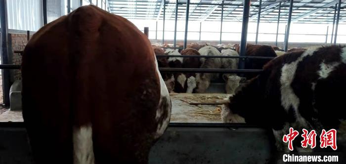 图为牛们正在新盖的牛棚中生活。　王继生 摄