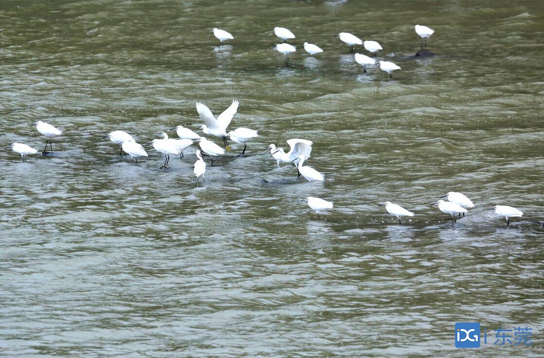 ■石马河干流桥头段水清岸美，白鹜在浅水处觅食（通讯员 赵伟良 供图）