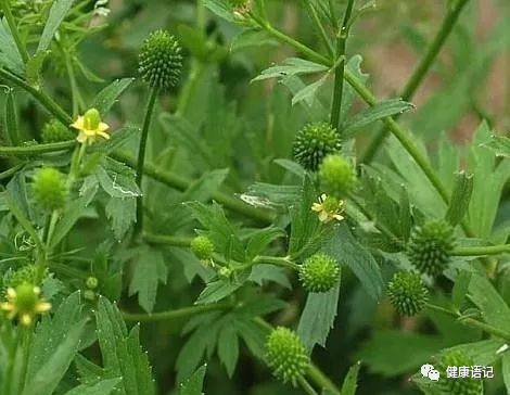 活血化瘀,虎掌草含有大量维生素能促进伤口愈合.
