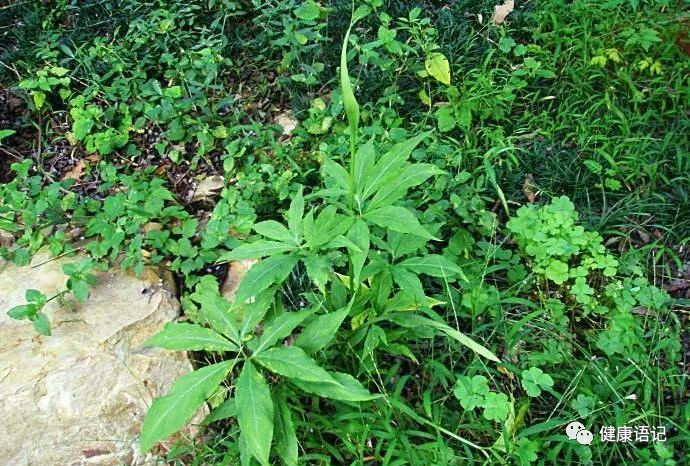 立秋后咽喉肿痛嘴角裂口不妨常食此野草活血化瘀治咽喉炎