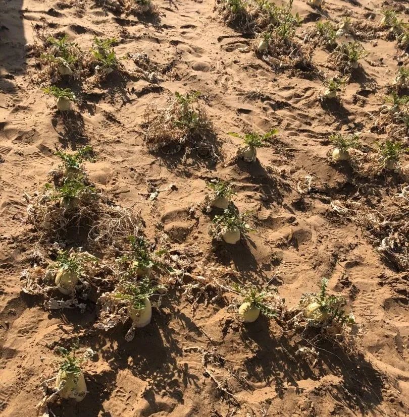 来过内蒙古才知道,中国人在沙漠也能种菜