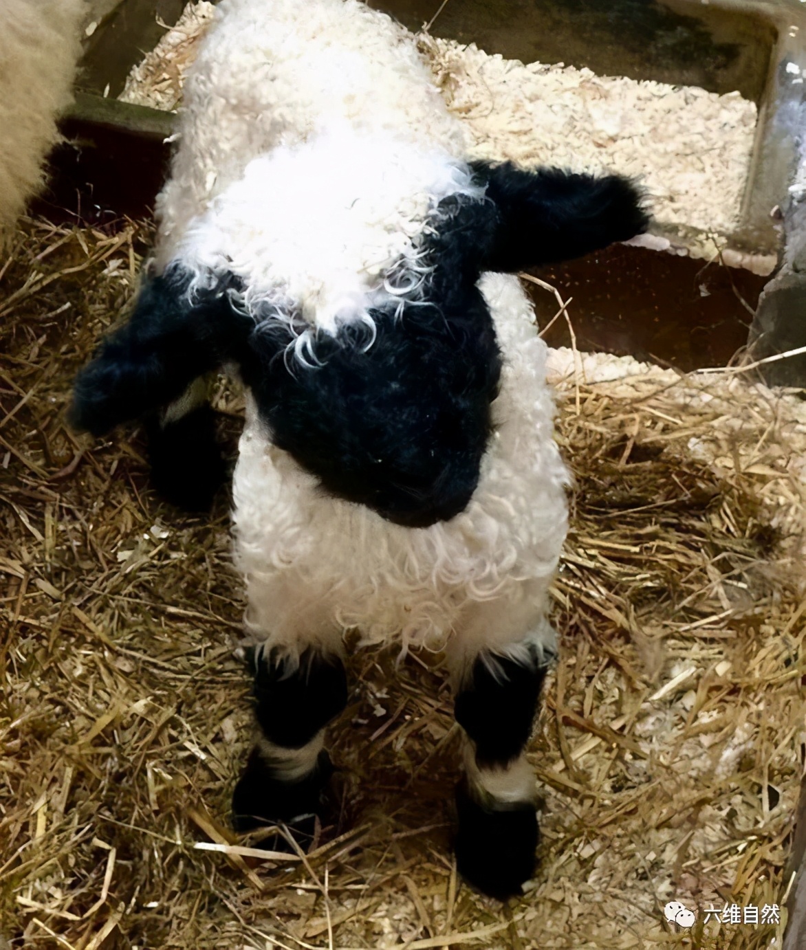 一种让人看不见五官的羊,原本是食用羊,却由于太可爱成为宠物羊