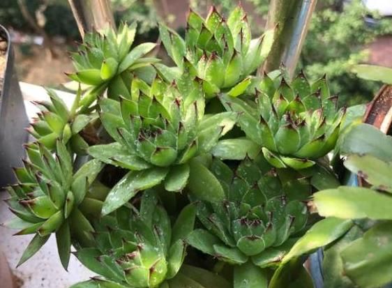 多肉观音莲,如何养殖能开花?4个小方法,保它一次花开几十朵