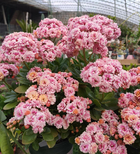 长寿花|侧芽|肥料_新浪新闻