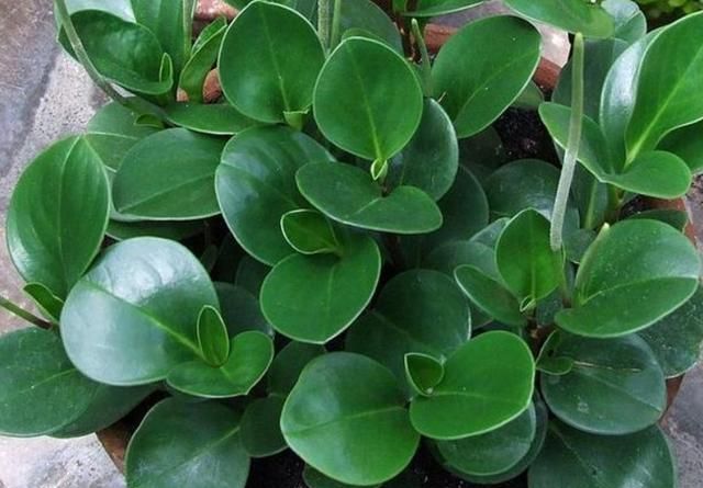 盆栽懒人花就养圆叶椒草注意4件事养出盆盆斑纹清晰的碧玉