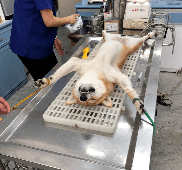 带柴犬去做绝育,瞅了眼狗狗却慌了:身后莫名一阵凉意袭来