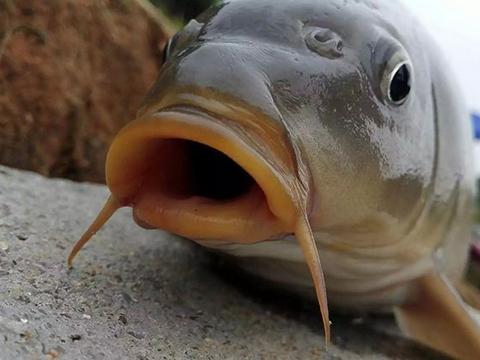 明明没有食物,鱼唇不停张开闭合是什么情况