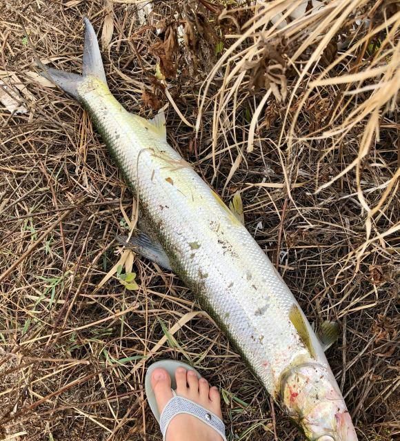 深圳钓鱼人河道钓起"白条鱼王"