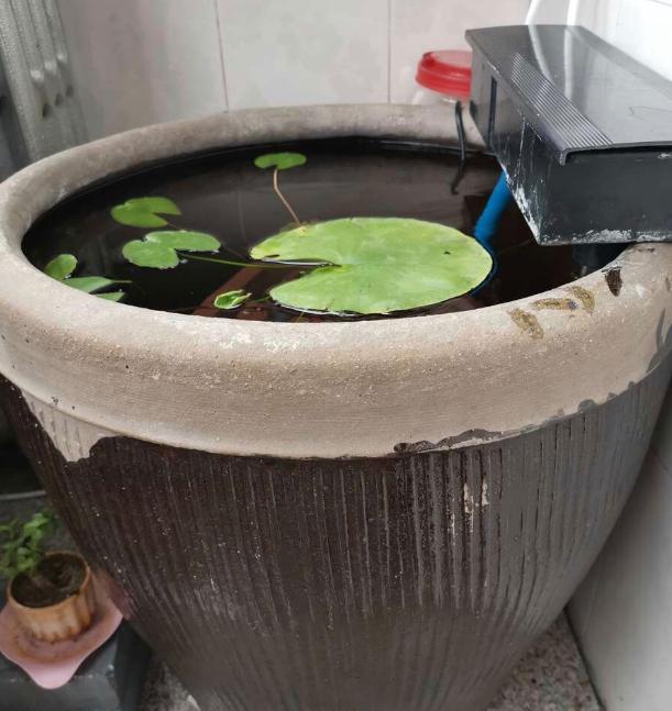 农家老3件石槽水缸河边土拿来养花效果一级棒