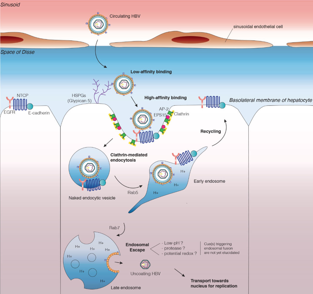 乙肝进入机制探索,长期缺乏可靠体外模型,到原代人肝细胞应用