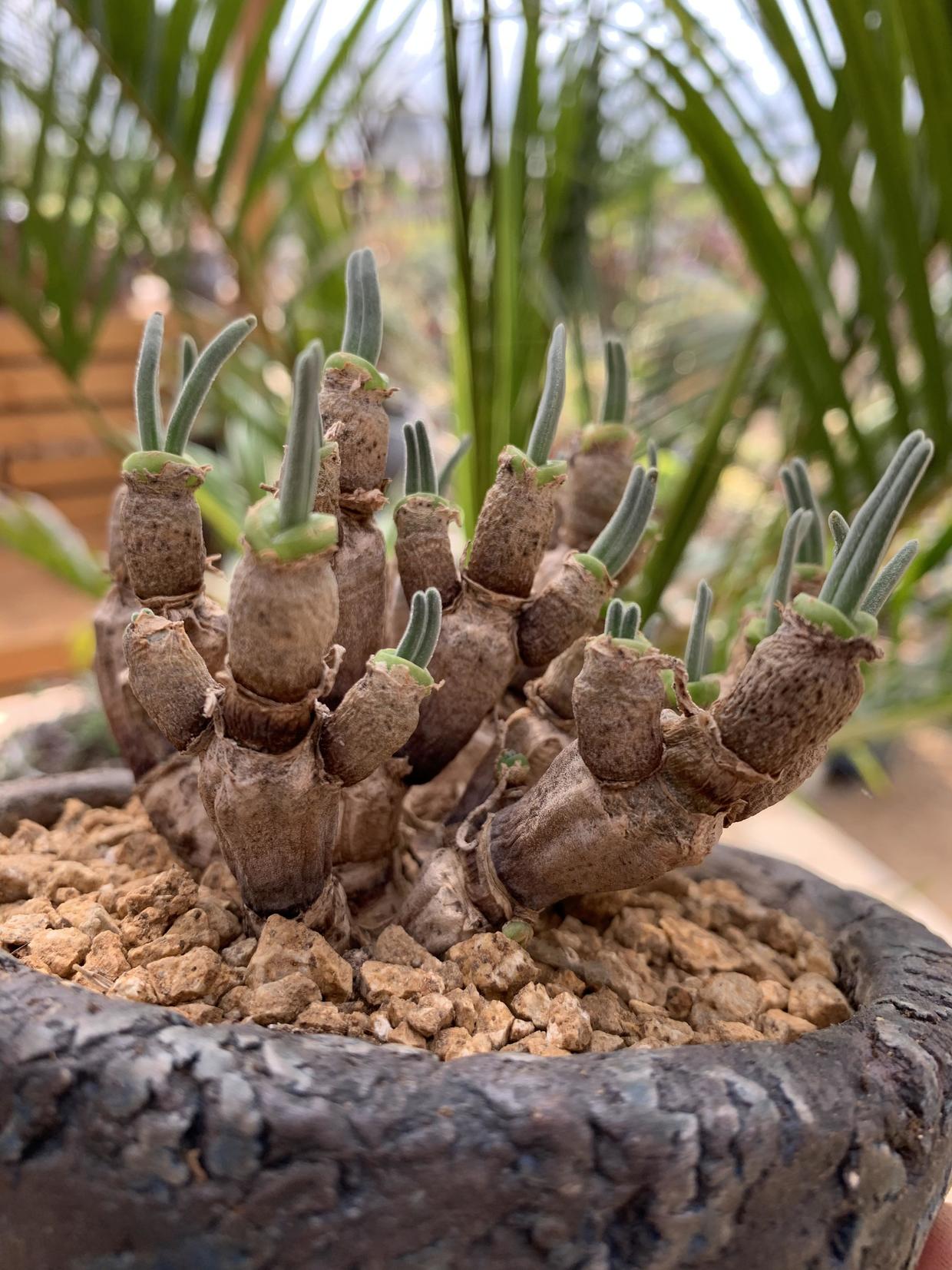 冬日里的碧光环小耳朵很精神这么可爱的多肉你不来一盆