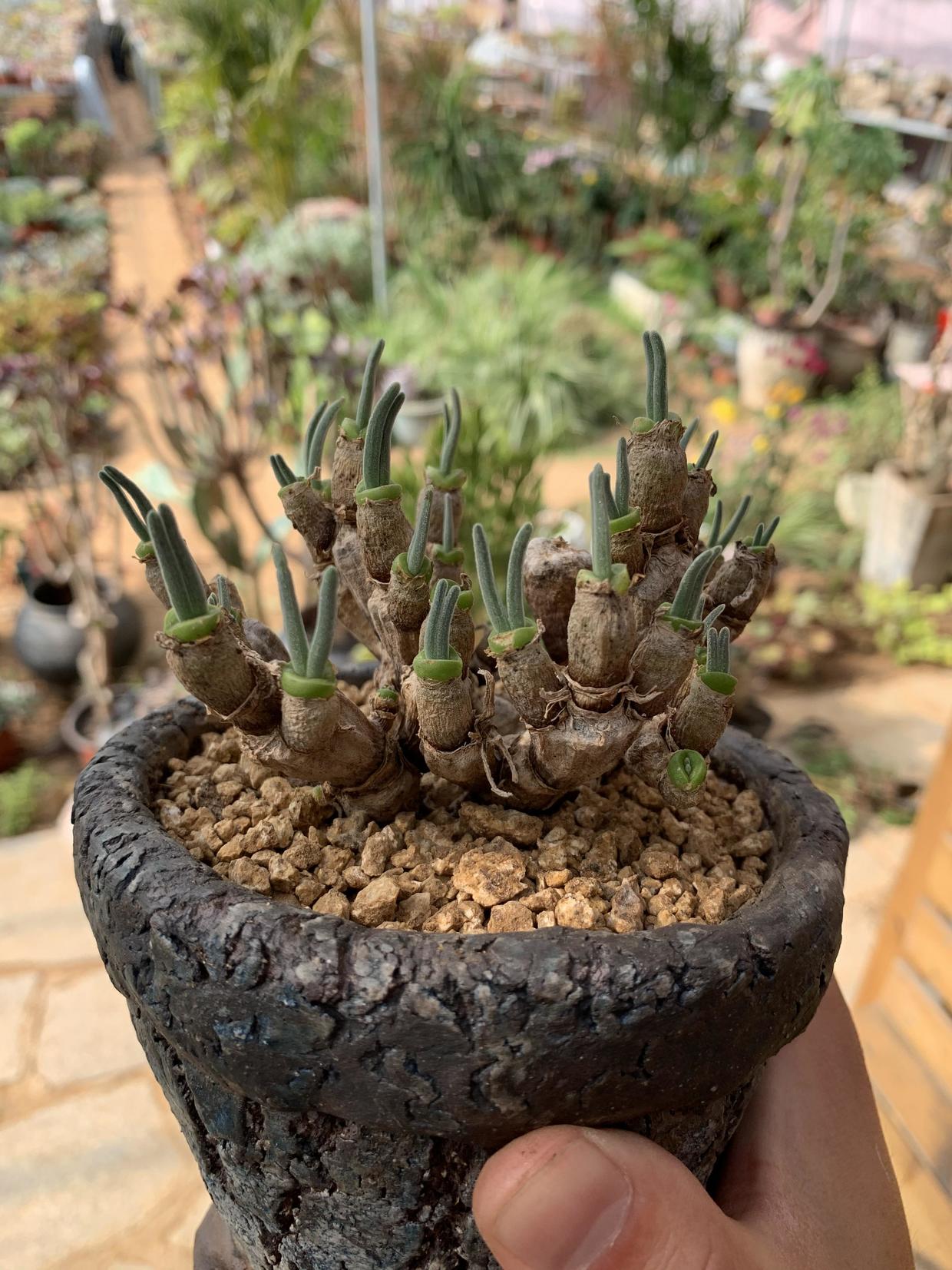 冬日里的碧光环小耳朵很精神这么可爱的多肉你不来一盆