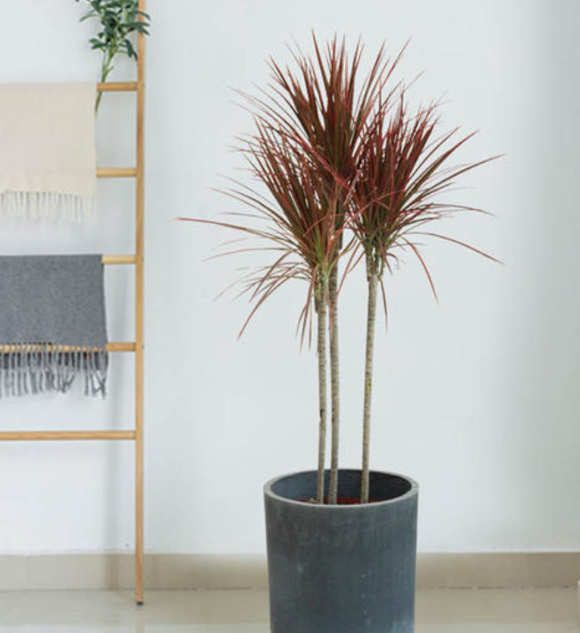 千年木龙血树大气品质高几个特点好区分遇到病虫害也能解决