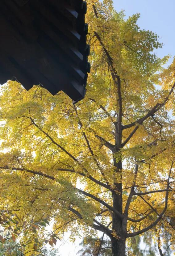 着汉服,游皇泽,赴一场穿越千年的约会|皇泽寺|汉服|梧桐_新浪新闻