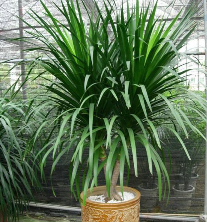 千年木龙血树大气品质高几个特点好区分遇到病虫害也能解决