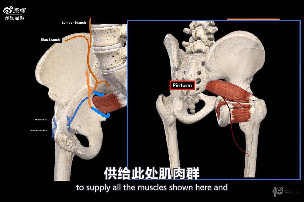 医学双语科普:人体解剖学——髂内动脉(2 4 4法则)