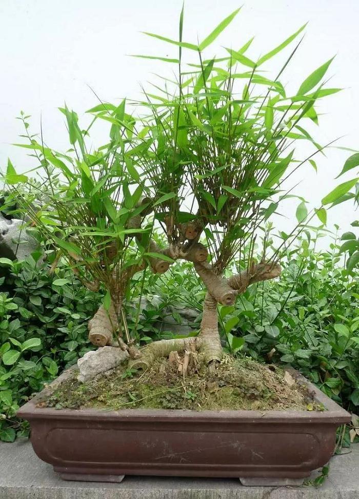 文人雅士对骨气有追求爱用竹子做成的盆景方法简单成功率高