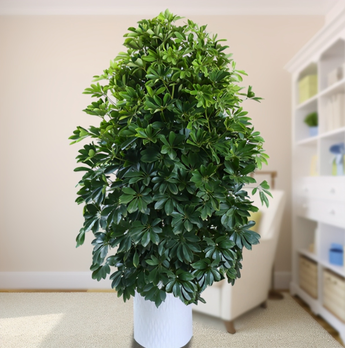 幸福树绿宝树鸭脚木有什么区别养护时出现问题怎么解决