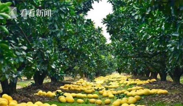 长三角农产品迎丰收 中华第一柚 玉环文旦上市 新浪新闻 长三角农产品迎丰收 中华第一柚 玉环文旦上市 新浪新闻