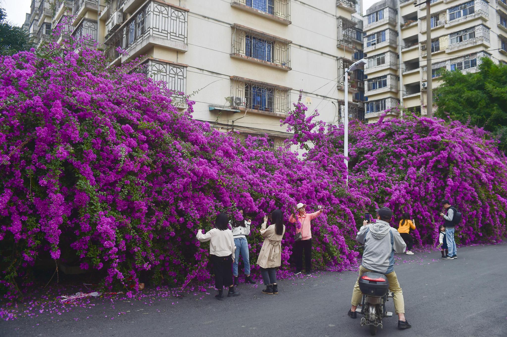 11月28日,在福建省福州市鼓楼区福沁路上,市民在倒地的三角梅前拍照