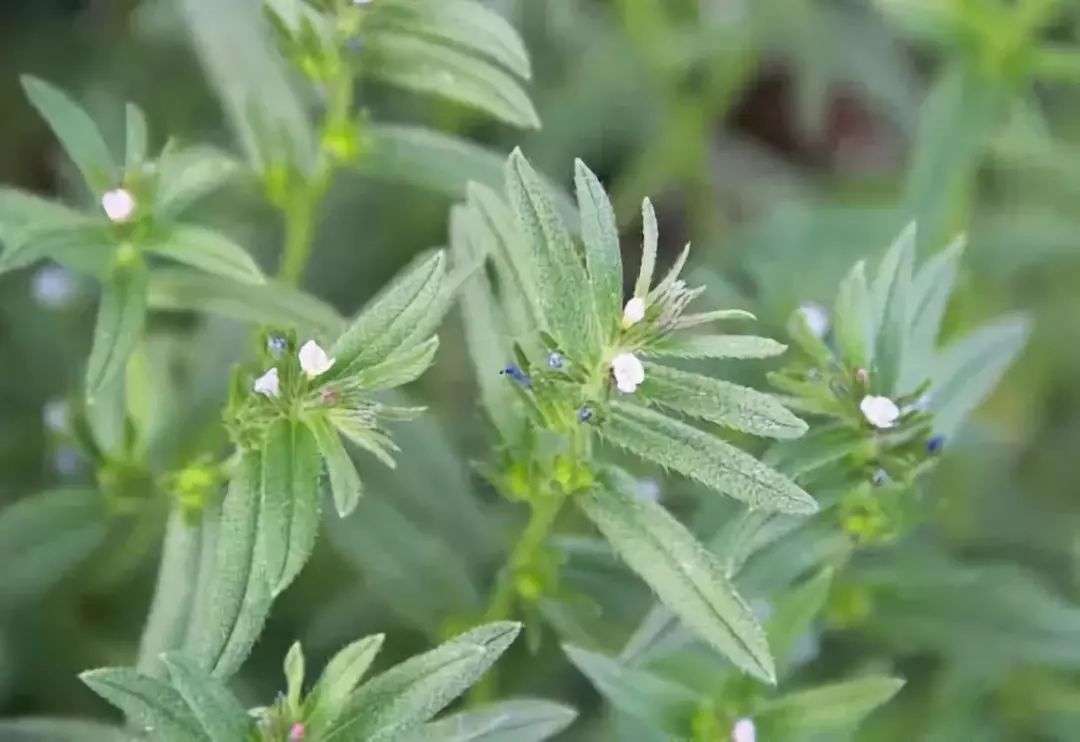 乡村微课堂26种阔叶杂草83张高清图赶紧收藏