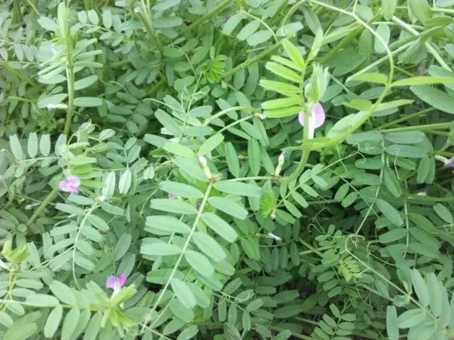 乡村微课堂26种阔叶杂草83张高清图赶紧收藏