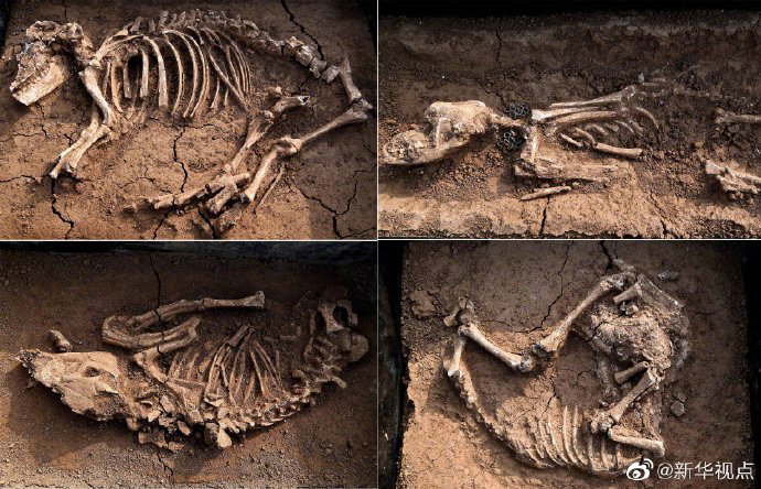 洛阳发现2600年前戎人王级大墓,随葬器物有编钟,玉扳指