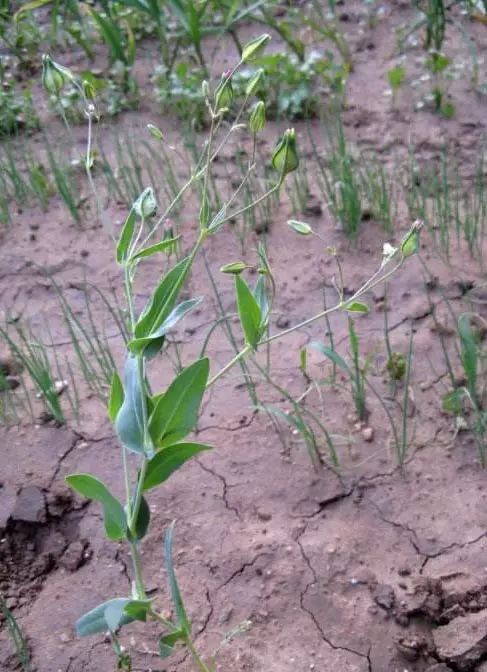 乡村微课堂26种阔叶杂草83张高清图赶紧收藏