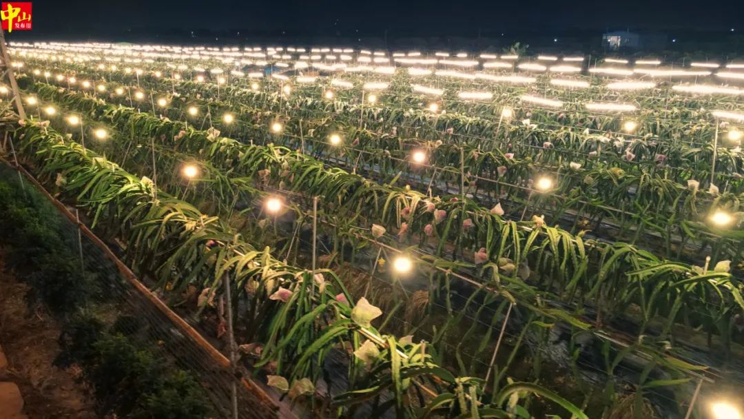 火龙果灯海太壮观了