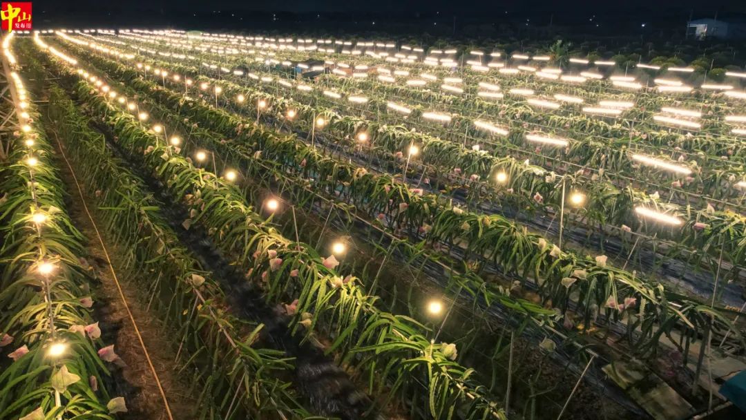 火龙果灯海太壮观了