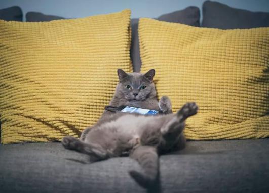 撸猫有风险！广东9岁女孩手指流脓、身上出现肿块，竟与这件事有关……休闲区蓝鸢梦想 - Www.slyday.coM