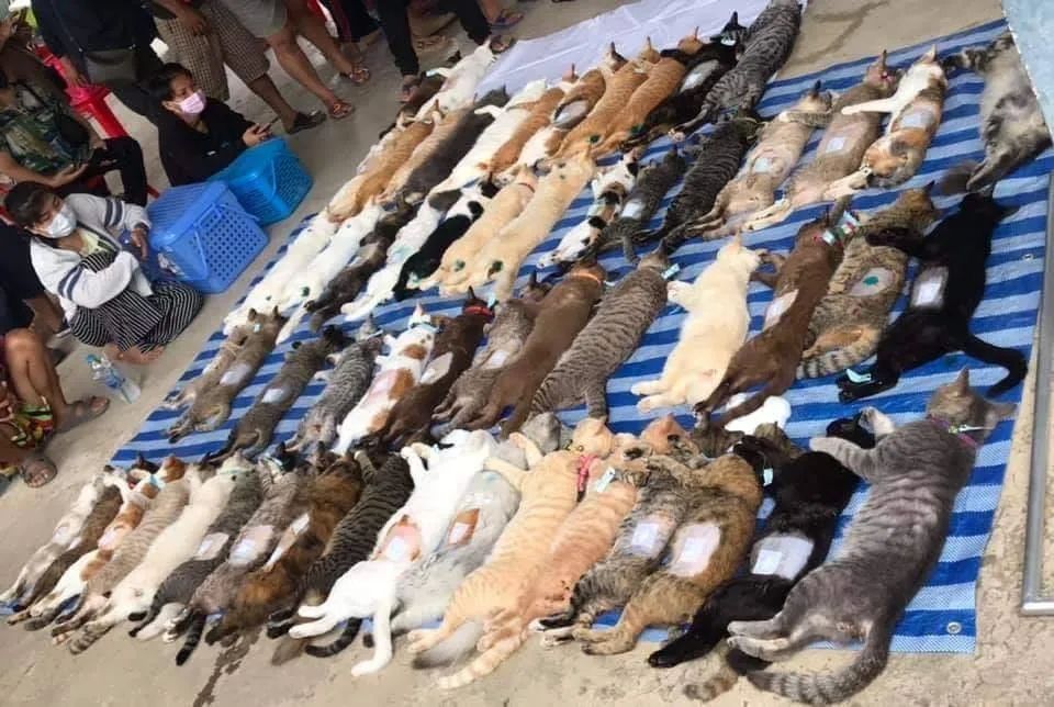 当天预计就有超过150只公猫,母猫被带到现场           特别声明