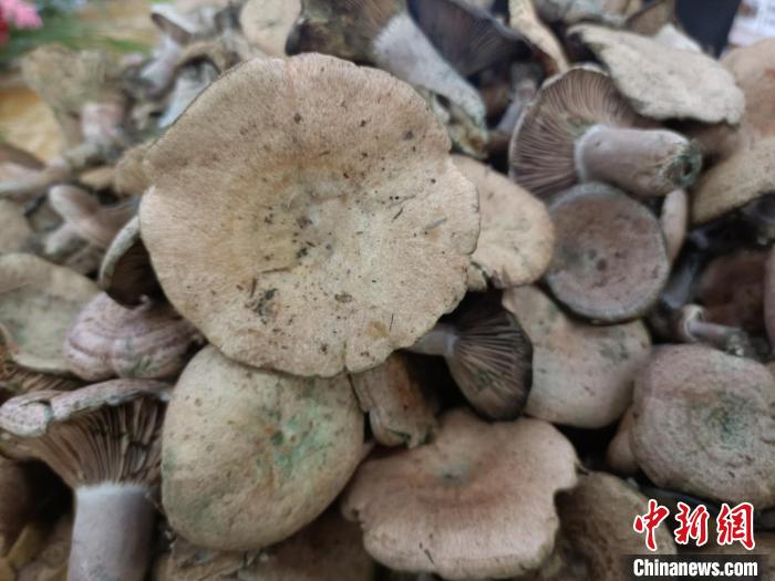 松乳菇. 石小杰 摄