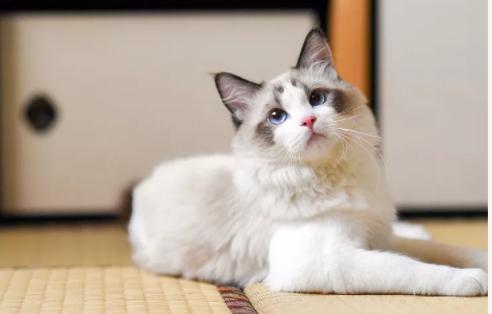 撸猫有风险！广东9岁女孩手指流脓、身上出现肿块，竟与这件事有关……休闲区蓝鸢梦想 - Www.slyday.coM