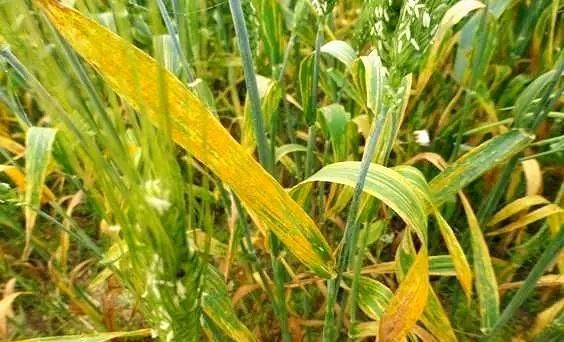 小麦纹枯病