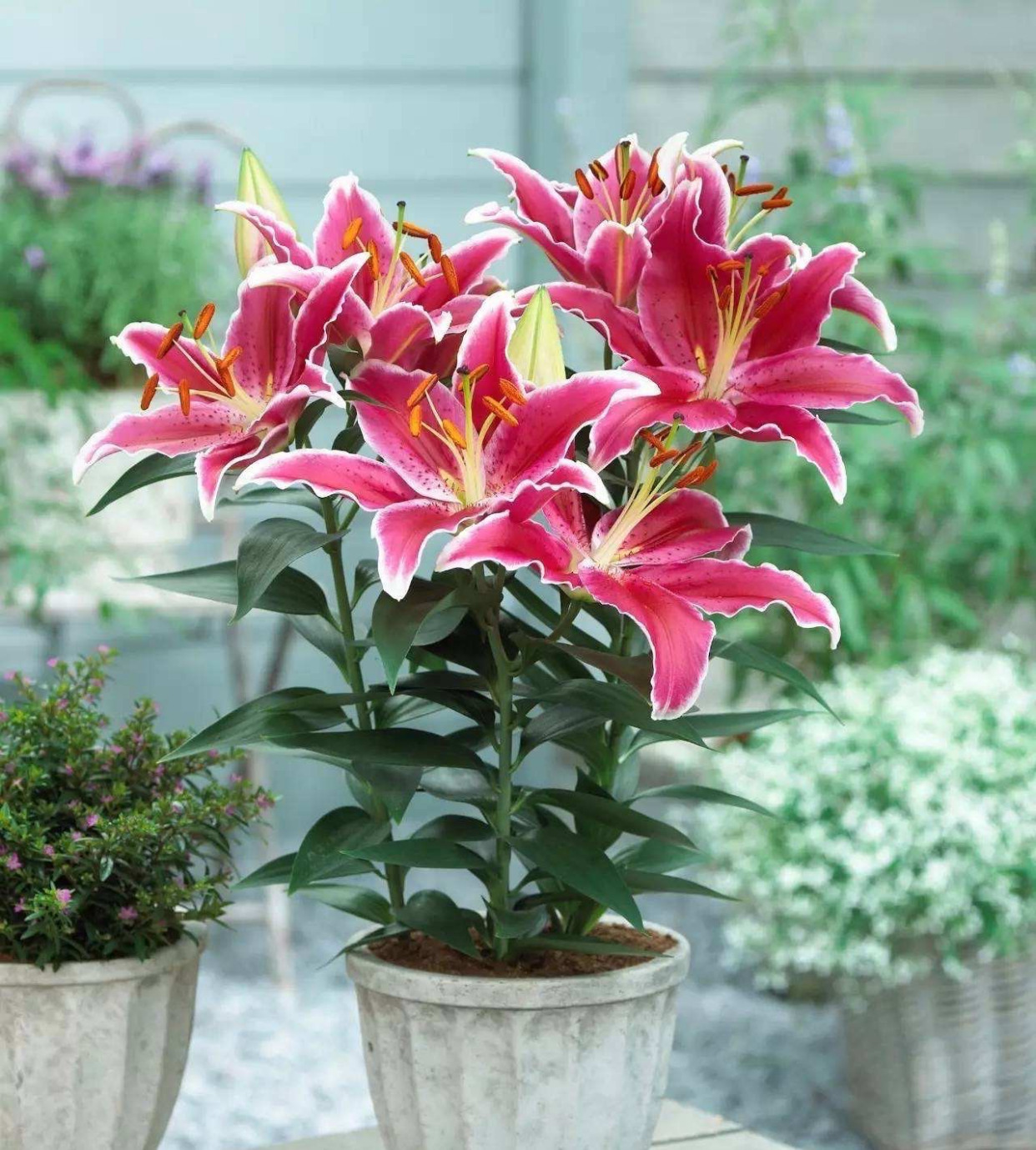 盆栽百合花养护要点叶片油绿年年有花美极了