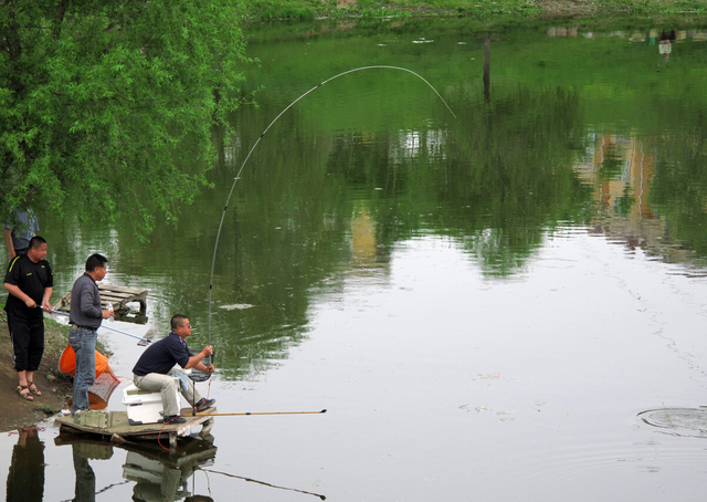 河南老汉垂钓一只背插4箭的乌龟上钩专家这一竿值18亿