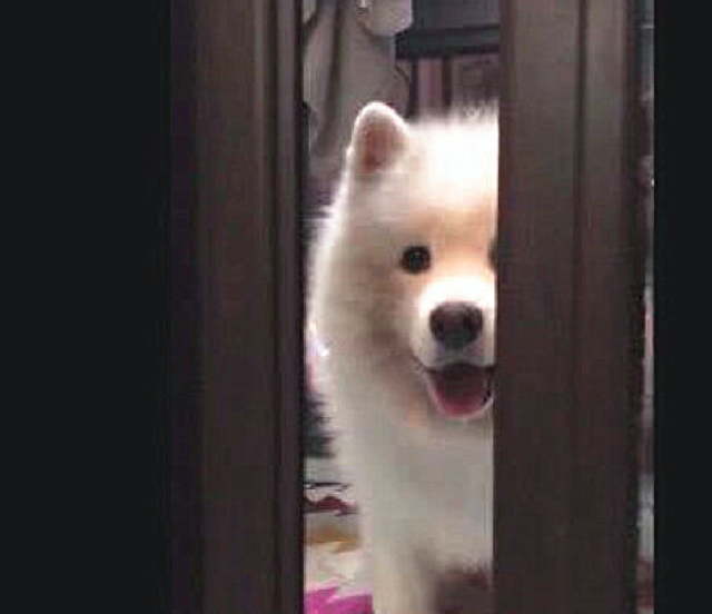 主人躲在房间里吃零食,萨摩耶把头钻进门缝里看:你被发现了