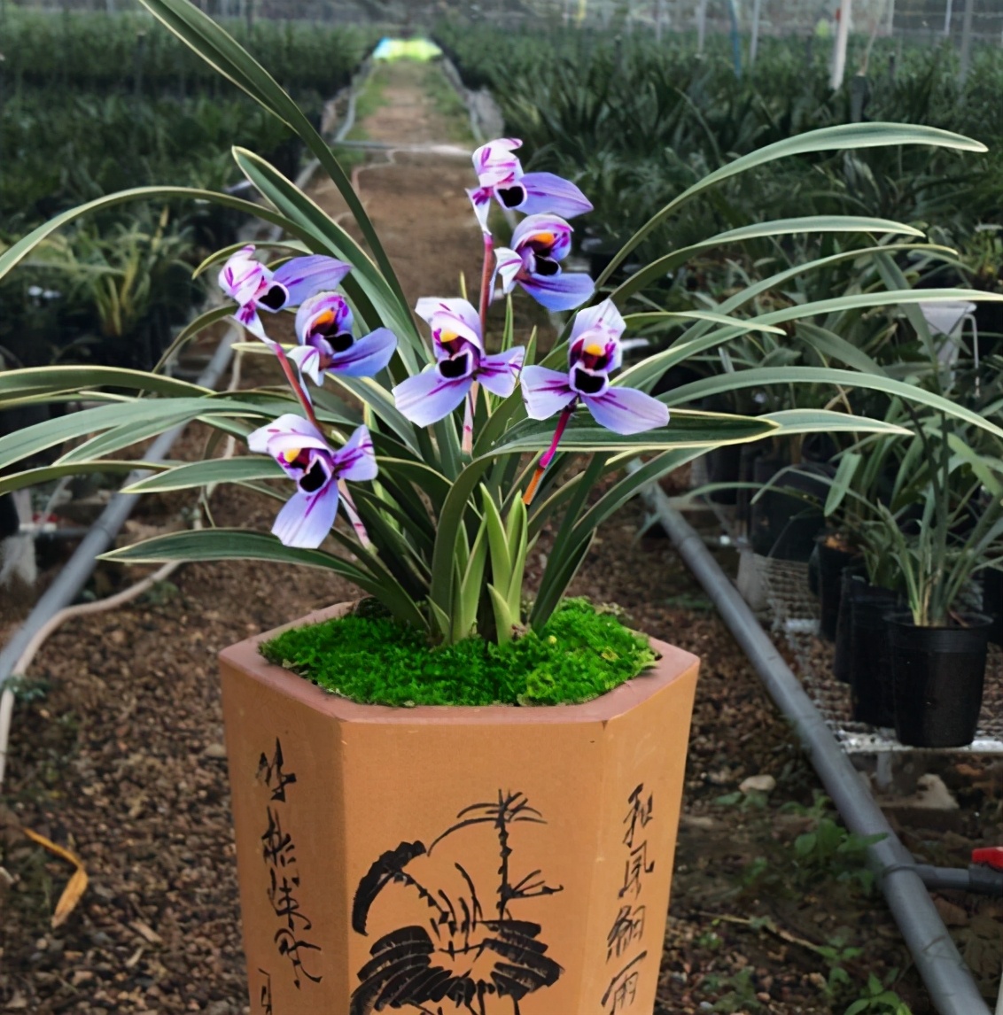 首"紫月荷",花色梦幻,香味醇正,入手不后悔|建兰|花色|兰花_新浪新闻