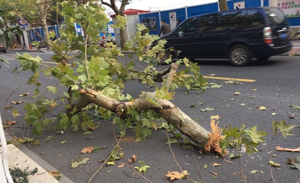 险活动板房从车上掉落路边大树折断在地