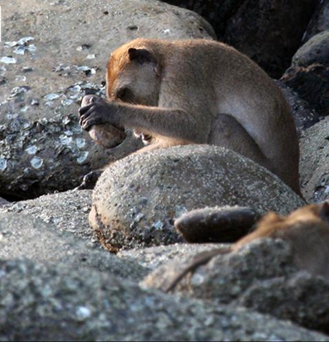 水猴子有啥稀奇的水猩猩见过吗